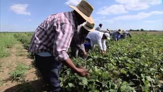 Arkansas Produce Farm - America's Heartland