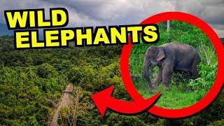 Can You See WILD Elephants in Thailand?