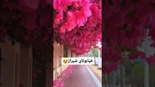 shiraz walking street in the spring 