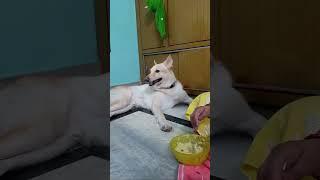 Highlight 28:10 – 33:09 from bruce the white german shepherd