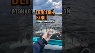 ТАКИХ БЕРШЕЙ ЛОВИТЬ ОДНО УДОВОЛЬСТВИЕ! #поймалотпусти #берш #рыбалка #рыбалканаспининг