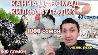 УЙ ШАРОИТИДА ЗОТЛИ ТОВУК БОКИШ БИЗНЕСИ ДАРОМАД КАНЧА?