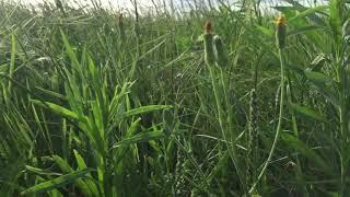 Grounding in the prairie grasses