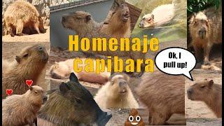 Recopilación homenaje Bara Capibara - Bara the Capybara tribute compilation