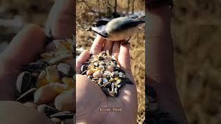 Birds food mindfulness Meditation #shorts #beautiful #dreammeditation #ytshorts #meditation