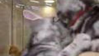 Cats love