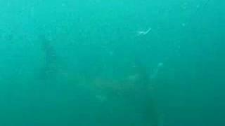 hungry great white shark