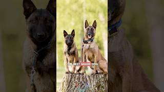 3 reasons why the Belgian Malinois is the best guard dog #shorts #doglover #belgianmalinois #pets