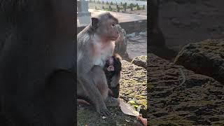 Very adorable-monkey babyXN3 #monkeys #viral #animals #shortsvideo #monkey #dog #shorts #cat