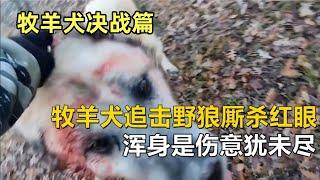 孤膽牧羊犬勇鬥野狼，血戰草原傷痕累累，殺意未消再展雄風。#top  #世界之最 #动物 #動物 #災難 #灾难 #腦洞大開 #美國 #灰熊#狼群 #北大村庄#可可西里#野狼#