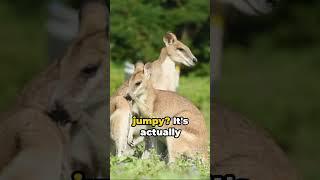 Mind-Blowing Kangaroo Facts You Won't Believe!  #shorts #kangaroo