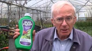 Tips for Growing Tomatoes