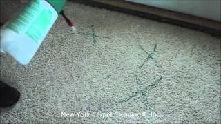 Pet Stain & Pet Odor Removal |  Professionally Removed By Carpet Cleaners