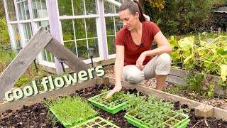 Planting Cool Flowers  a bit late!! Overwintering seedlings zone 6 / Nicole's Garden