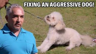 Fixing an Aggressive Dog | Dog Nation Episode 2 - Part 1