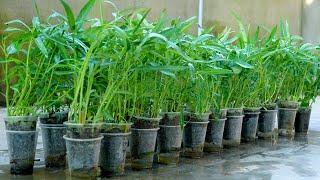 Growing Water Spinach in a plastic cup, no need to water and fast to harvest