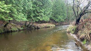 Michigan Trout Opener 2023 - Trout Trifecta - Brook Trout, Brown Trout, Rainbow Trout