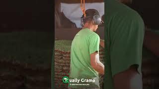PRODUÇÃO DE TAPETES QUALLY GRAMA