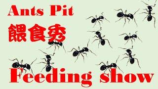 AntsPit 餵食秀 Feeding show 241113