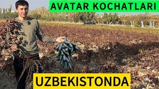 Uzum kochatlari / Eng katta avatar kochat maydoni / Avatar,Manikyur finger,Lamborghini…