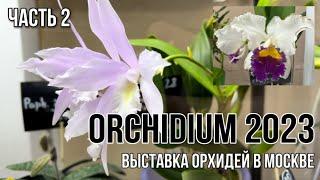 Orchidium 2023 || Выставка орхидей в Москве || Часть 2 | Красота все не заканчивается ️