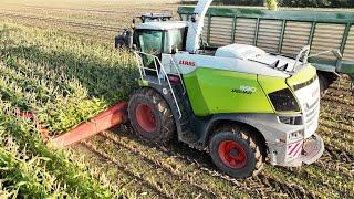 Claas Jaguar 990 Chopping Corn | Maisernte - Mais Silage 2024