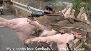 Cambodia pig bike transport, pigs on motorbike / motorcycle on countrysite Cambodja Lifeisjoy