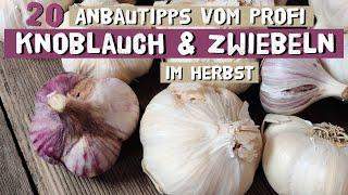 Die wichtigsten Tipps zu Knoblauch und Zwiebeln für den Anbau im Herbst!