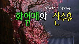 구례 화엄매와 산수유