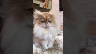 Kingston #shorts #shortsvideo #viral #youtubeshorts #pets