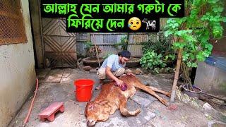 আল্লাহ যেন আমার গরুটা কে ফিরিয়ে দেন 