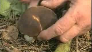 Identify Wild Mushrooms & Edible Mushrooms With Peter Jordan