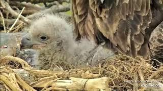 Explore.org Decorah Eagles: May I kiss you, mum? DH2 Moments. 23 Apr 2023