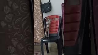 #cat #catlover #catshorts #petlover #youtubeshorts #youtubeviralvideo #sabbuksath  #funnycats