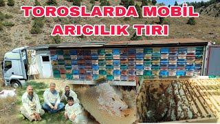 TIRDA MOBİL ARICILIK