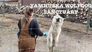 Yamnuska Wolfdog Sanctuary | Alberta, Canada | Travel