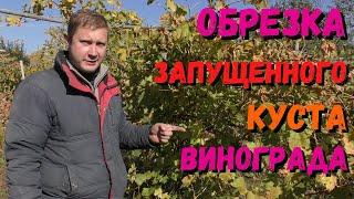 Обрезка запущенного куста винограда | Обрезка винограда осенью | Для начинающих