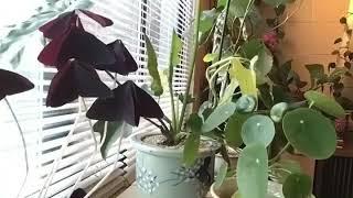 House Plant movement Time- Lapse