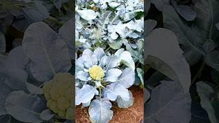 #shorts#grow garden vegetable at home#harvesting vegetables in summer#ytshorts#shortsvideo#trending