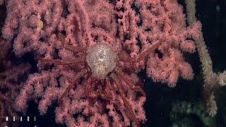 Deep Ocean Mysteries: Your Sanctuary (EP2:S2) A Your Sanctuary TV Presentation