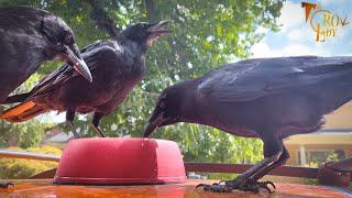 Crow Cam: Merry-Go-Round