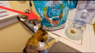 Purina One Cat Food Has Made A Difference in Cat's Health!