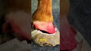 What Is Being Put In The Horse_s Hoof #facts ##knowledge #urfecty #animalheath