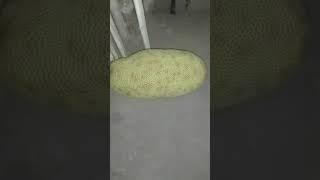 কাঠাল