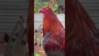 Ayam Cantik #ayam #peternakmurniayamsiamindonesia #sawah #ayamhutanhijaukawindodokan