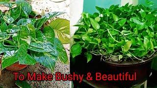 Two Different Ways Of Planting Money Plant To Make It Bushy & Beautiful.