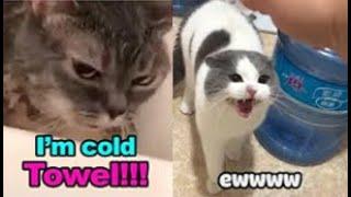 These Cats Can Speak English! - TALKING CATS "MEOW" Language - Tiktok pets Video