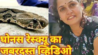 घोनस का यह रेस्क्यू खतरनाक था.. Dangerous rescue of Russell's Viper by Nirzara Chitti