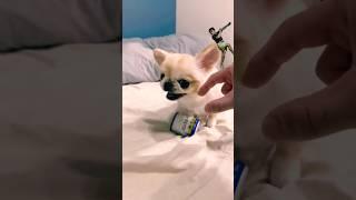 funny dog cute sound #shorts #srts #dog #pet #animals