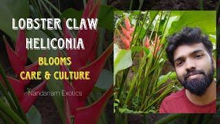 Lobster Claw Heliconia Plant - Culture and Care